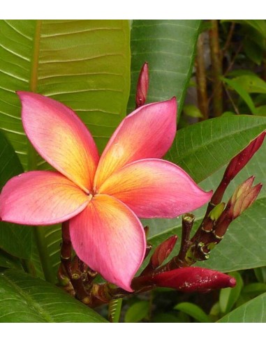 Plumeria o Frangipani