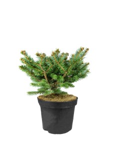 Picea Pungens – Abete del...
