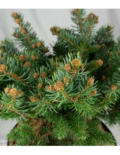 Picea Pungens – Abete del... 2