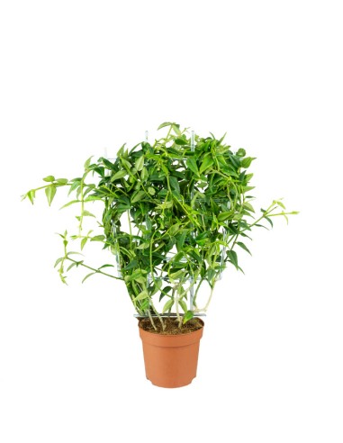 Hoya Bella – Pianta Elegante |...