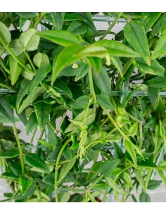 Hoya Bella – Pianta... 2