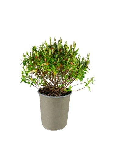 Abelia Grandiflora – Arbusto Compatto...