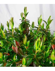 Abelia Grandiflora –... 2