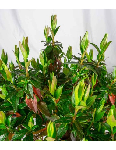 Abelia Grandiflora – Arbusto Compatto...