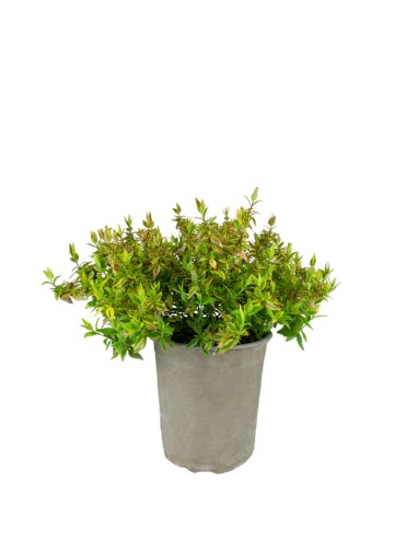Abelia Grandiflora Aureo Variegata –...