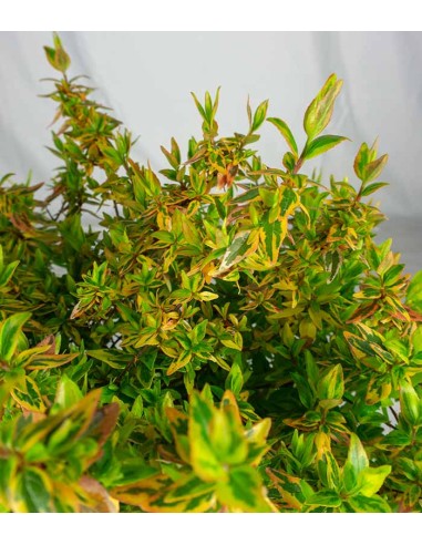 Abelia Grandiflora Aureo Variegata –...
