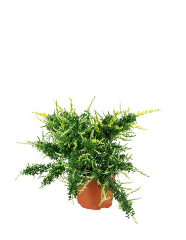 Ginestra – Arbusto Ornamentale con...