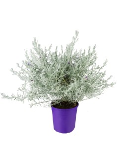 Eremophila Nivea – Pianta...