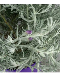 Eremophila Nivea – Pianta... 2