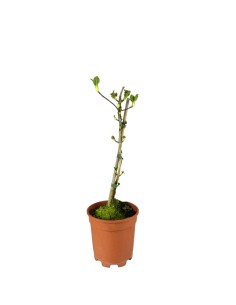Ortensia Rampicante –...