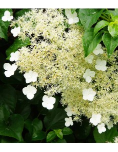 Ortensia Rampicante –... 2