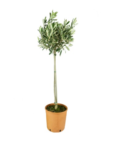 Olivo – Pianta di Ulivo H 90 cm, Vaso...