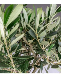 Olivo – Pianta di Ulivo H... 2