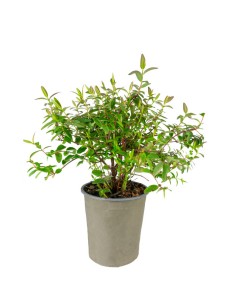 Hypericum Henryi Hidcote –...