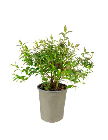 Hypericum Henryi Hidcote – Arbusto...