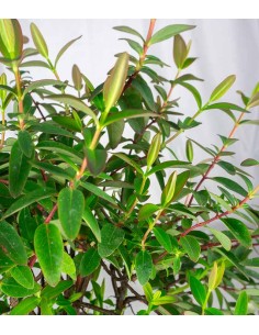 Hypericum Henryi Hidcote –... 2