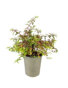 Hypericum Moserianum...