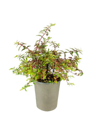 Hypericum Moserianum Tricolor –...