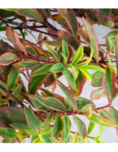 Hypericum Moserianum... 2