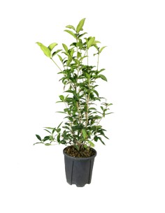 Osmanthus Fragrans...