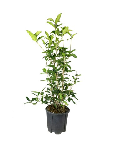 Osmanthus Fragrans Aurantiacus –...