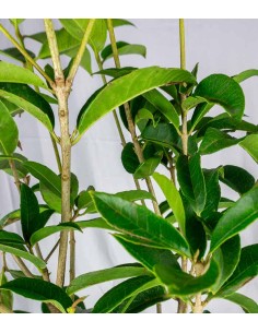 Osmanthus Fragrans... 2