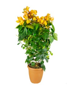 Bouganville Californiana –...