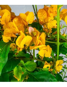 Bouganville Californiana –... 2