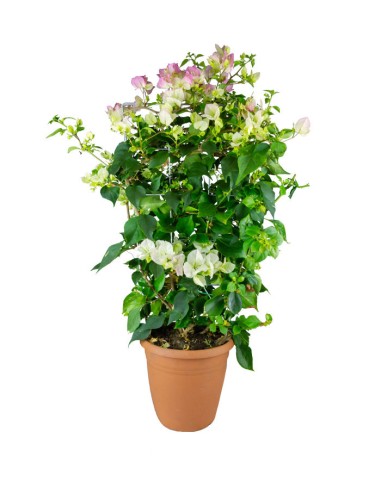 Bouganville Californiana – Spalliera...