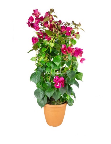 Bouganville Californiana – Spalliera...