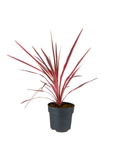Cordyline – Fogliame Rosso-Bronzo per...