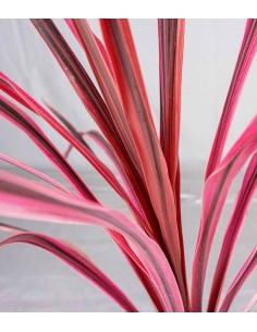 Cordyline – Fogliame... 2