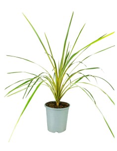 Cordyline Australis –...