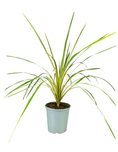 Cordyline Australis – Pianta...