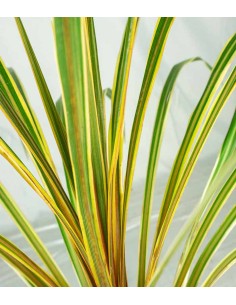 Cordyline Australis –... 2