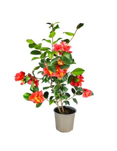 Camelia Japonica – Arbusto...