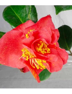 Camelia Japonica – Arbusto... 2
