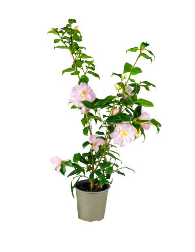 Camelia Japonica – Arbusto Fiorito...