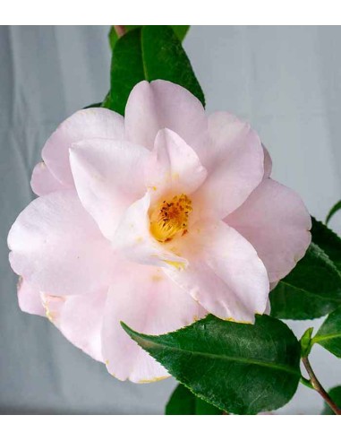Camelia Japonica – Arbusto Fiorito...