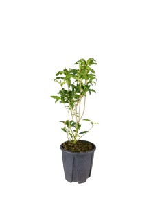 Osmanto Odoroso – Osmanthus...