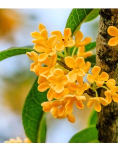 Osmanto Odoroso – Osmanthus... 2