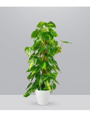 Filodendro Scandens Brazil | 90 cm
