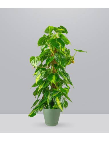 Filodendro Scandens Brazil | 90 cm