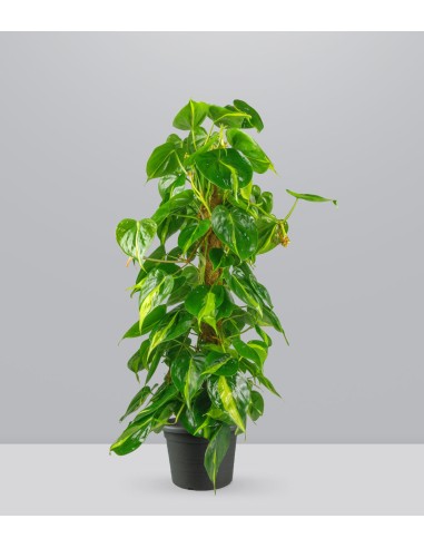 Filodendro Scandens Brazil | 90 cm