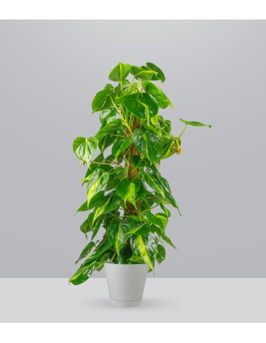 Filodendro Scandens Brazil | 90 cm