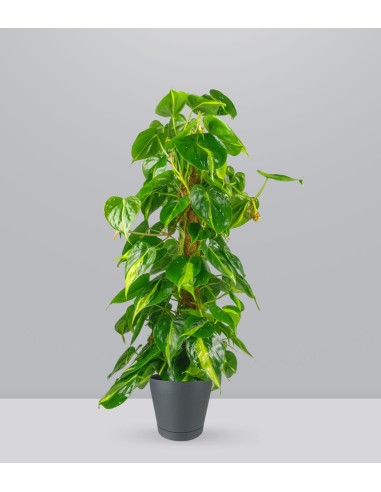 Filodendro Scandens Brazil | 90 cm