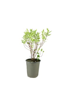 Corniolo Cornus alba...