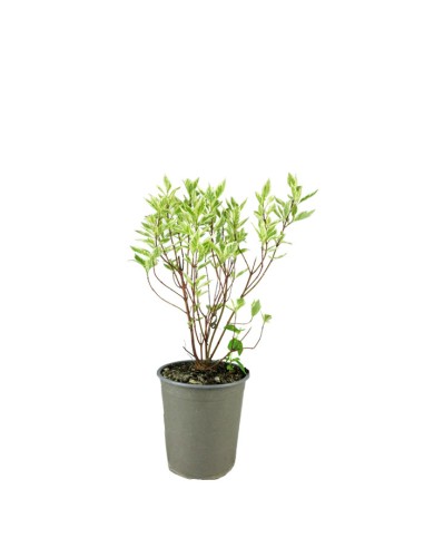Corniolo Cornus alba Elegantissima –...
