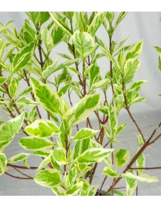 Corniolo Cornus alba... 2