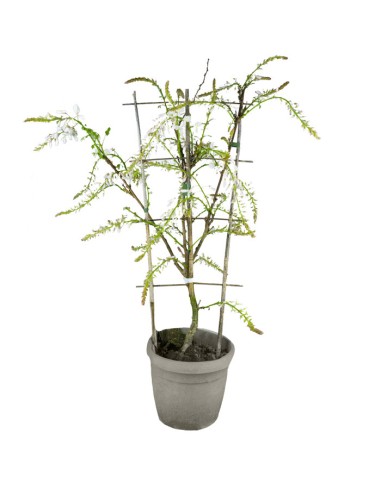 Glicine Prolific in Vaso Ø22 H70 cm –...